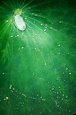 포토 JPG 주간 근접촬영 사람없음 야외 빗방울 연잎 양평 세미원 국내포토 자연요소 뷰포인트 잎 비_날씨 수목원 경기도 파일형식