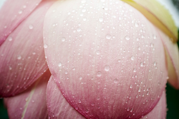 포토 JPG 주간 연꽃 근접촬영 사람없음 야외 빗방울 양평 세미원 국내포토 자연요소 꽃 뷰포인트 비_날씨 수목원 경기도 파일형식