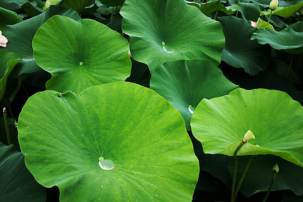 포토 JPG 주간 사람없음 야외 빗방울 연잎 양평 세미원 국내포토 자연요소 잎 비_날씨 수목원 경기도 파일형식