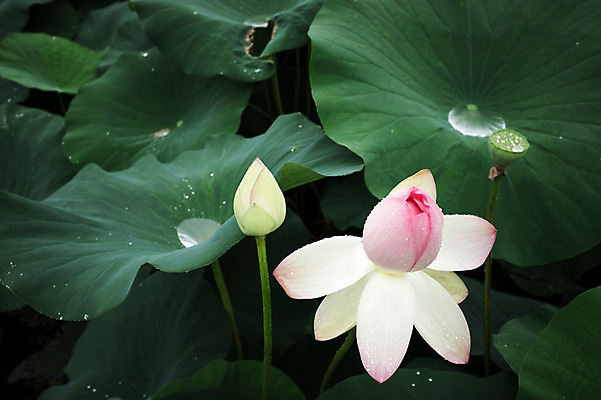 포토 JPG 주간 연꽃 사람없음 야외 빗방울 연잎 양평 세미원 국내포토 자연요소 꽃 잎 비_날씨 수목원 경기도 파일형식