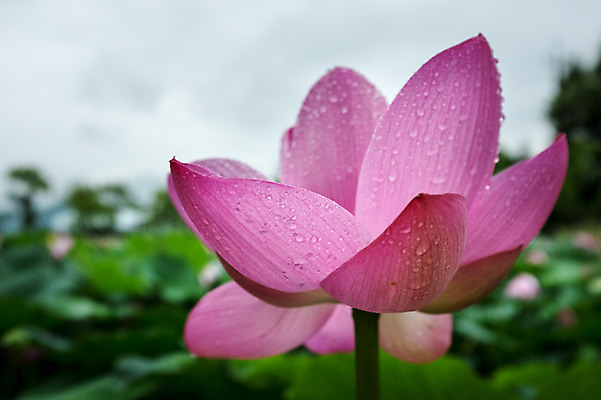 포토 JPG 주간 연꽃 사람없음 야외 아웃포커스 빗방울 양평 세미원 국내포토 자연요소 꽃 촬영기법 비_날씨 수목원 경기도 파일형식