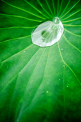 포토 JPG 주간 근접촬영 사람없음 야외 빗방울 연잎 양평 세미원 국내포토 자연요소 뷰포인트 잎 비_날씨 수목원 경기도 파일형식