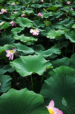 포토 JPG 주간 연꽃 사람없음 야외 비 연잎 양평 세미원 국내포토 자연요소 꽃 잎 날씨 수목원 경기도 파일형식