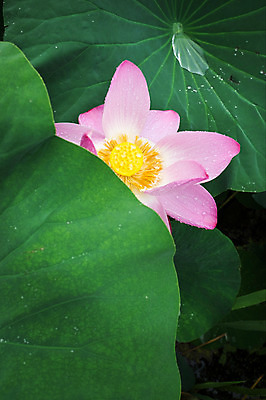 포토 JPG 주간 연꽃 사람없음 야외 빗방울 연잎 양평 세미원 국내포토 자연요소 꽃 잎 비_날씨 수목원 경기도 파일형식