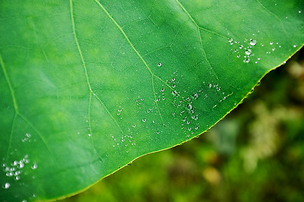 포토 JPG 주간 근접촬영 사람없음 야외 빗방울 연잎 양평 세미원 국내포토 자연요소 뷰포인트 잎 비_날씨 수목원 경기도 파일형식
