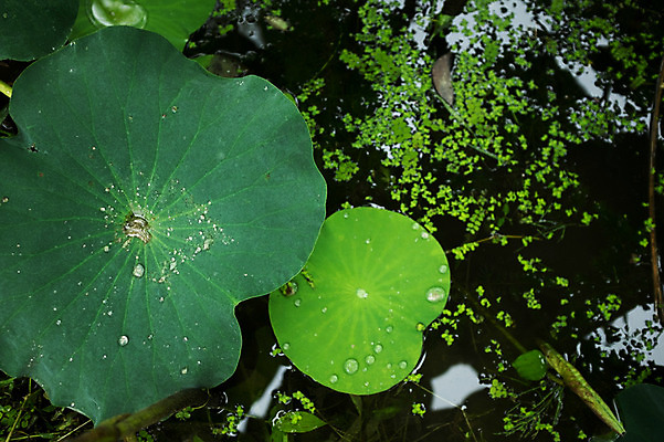 포토 JPG 주간 사람없음 야외 연못 빗방울 연잎 양평 세미원 국내포토 자연요소 잎 비_날씨 수목원 경기도 파일형식