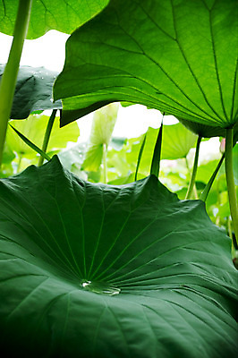 포토 JPG 주간 사람없음 야외 빗방울 연잎 양평 세미원 국내포토 자연요소 잎 비_날씨 수목원 경기도 파일형식