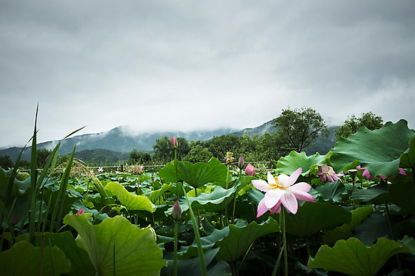 포토 JPG 주간 산 연꽃 풍경 사람없음 야외 비 연잎 비구름 양평 세미원 국내포토 자연요소 꽃 잎 날씨 먹구름 수목원 경기도 파일형식 구름_자연