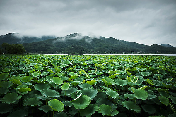 포토 JPG 주간 산 풍경 사람없음 야외 비 연잎 비구름 양평 세미원 국내포토 자연요소 잎 날씨 먹구름 수목원 경기도 파일형식 구름_자연
