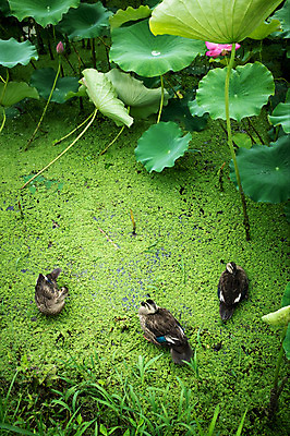 포토 JPG 주간 오리 사람없음 야외 연못 비 연잎 양평 세미원 개구리밥 국내포토 자연요소 식물 잎 조류 날씨 수목원 경기도 파일형식