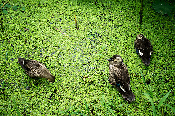 포토 JPG 주간 오리 사람없음 야외 연못 비 양평 세미원 개구리밥 국내포토 자연요소 식물 조류 날씨 수목원 경기도 파일형식