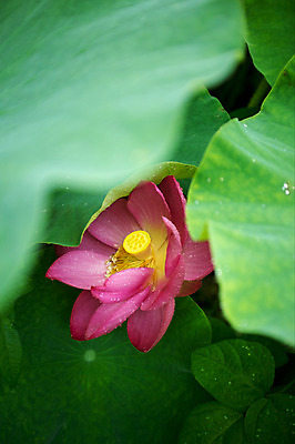 포토 JPG 주간 연꽃 사람없음 야외 비 연잎 양평 세미원 국내포토 자연요소 꽃 잎 날씨 수목원 경기도 파일형식