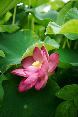 포토 JPG 주간 연꽃 사람없음 야외 비 연잎 양평 세미원 국내포토 자연요소 꽃 잎 날씨 수목원 경기도 파일형식