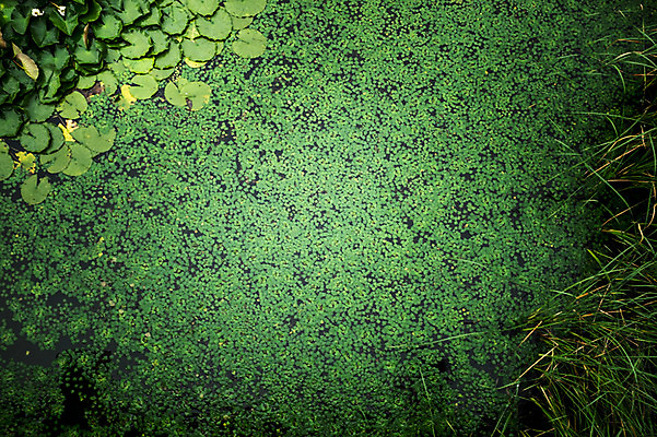포토 JPG 주간 호수 백그라운드 사람없음 야외 연못 비 연잎 개구리밥 국내포토 자연요소 식물 잎 날씨 파일형식