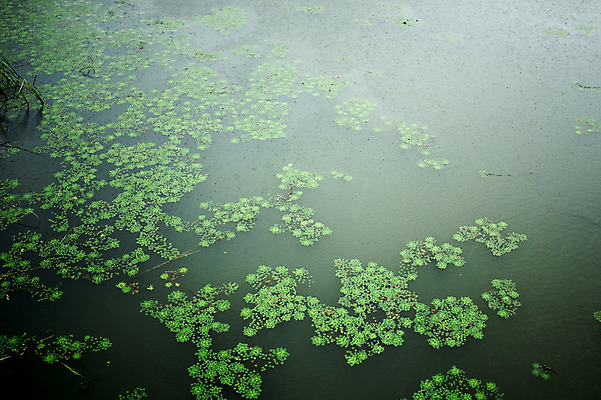 포토 JPG 주간 호수 백그라운드 사람없음 야외 연못 비 개구리밥 국내포토 자연요소 식물 날씨 파일형식