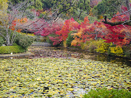 포토 JPG 해외이미지 나무 식물 전통 아시아 문화 호수 선 단풍 잎 불교 자연 휴식 동양인 사람없음 목재 빨간색 초록색 세계 노란색 평화 정원 일본 회색 가을 용 연못 사찰 재산 11월 암초 동쪽 교토 옛날 완벽 해외202004 해외포토 계절 나라 종교 컬러 컨셉 재료 종교건축 인종 금융 날짜 방향 생태계 파일형식 이미지허브