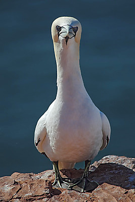 포토 JPG 해외이미지 동물 야생동물 자연 조류 독일 사람없음 흰색 암초 해외202004 해외포토 유럽 컬러 생태계 파일형식 이미지허브