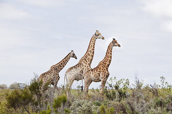 포토 JPG 해외이미지 나무 서기 사람없음 옆모습 큼 기린 남아프리카 해외202004 해외포토 식물 뷰포인트 포유류 모션 아프리카 크기 파일형식 이미지허브