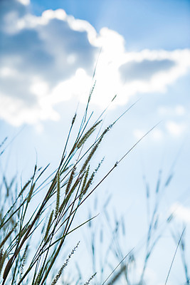 포토 JPG 해외이미지 식물 꽃 자연 바람 추상 풍경 잔디 사람없음 초록색 성장 흰색 숲 밀 배열 장면 내추럴 해외202004 해외포토 자연요소 컬러 무늬 날씨 곡류 생태계 파일형식 이미지허브