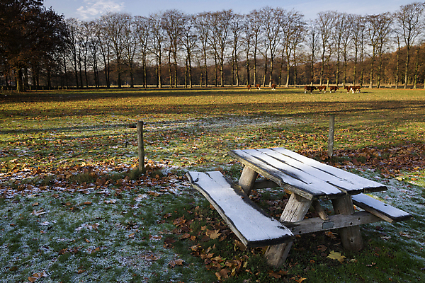 포토 JPG 해외이미지 나무 공원 겨울 농업 벤치 탁자 사람없음 야외 소풍 냉동 추위 소 방목 서리 해외202004 해외포토 식물 계절 공공시설 산업 가구 의자 포유류 야외활동 축산업 파일형식 이미지허브