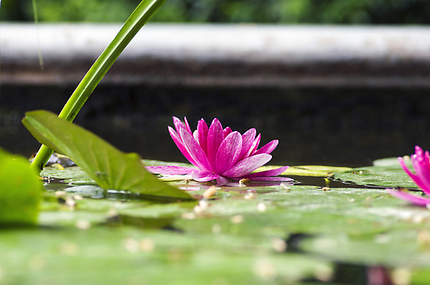 포토 JPG 해외이미지 식물 전통 디자인 공원 꽃잎 꽃 아시아 호수 분홍색 백그라운드 컨셉 잎 꽃무늬 불교 자연 벽지 휴식 동양인 사람없음 초록색 물 환경 정원 벚꽃 연못 신선 개화 닫기 맛 당구 심볼 순수 아로마 내추럴 스타일 정확 해외202004 해외포토 자연요소 공공시설 나라 종교 컬러 무늬 모션 인종 구기 생태계 파일형식 이미지허브