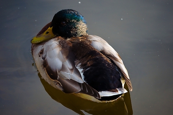 포토 JPG 해외이미지 응시 계절 남자 야생동물 바다 잎 자연 조류 휴식 오리 노르웨이 앉기 풍경 사람없음 야외 옆모습 물 파란색 빛 햇빛 반사 갈색 노란색 맑음 수영 힘 침묵 활발 꿈 가을 흰색 연못 잠 원형 닫기 큼 시원함 북극 깃털 검색 만족 부리 장면 목 북쪽 느림 청둥오리 내추럴 강렬 무료 북극해 잔물결 진짜 몽환 해외202004 해외포토 자연요소 도형 식물 동물 시선 감정 유럽 물결 뷰포인트 컬러 컨셉 모션 날씨 사람 신체부위 태양 소리 수상스포츠 크기 극지방 방향 생태계 파일형식 이미지허브