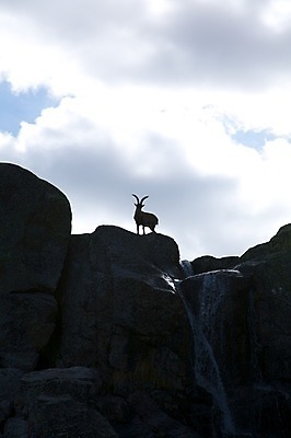 포토 JPG 해외이미지 동물 유럽 야생동물 자연 염소 산 뿔 풍경 사람없음 야외 자유 스페인 해외202004 해외포토 나라 컨셉 포유류 생태계 파일형식 이미지허브