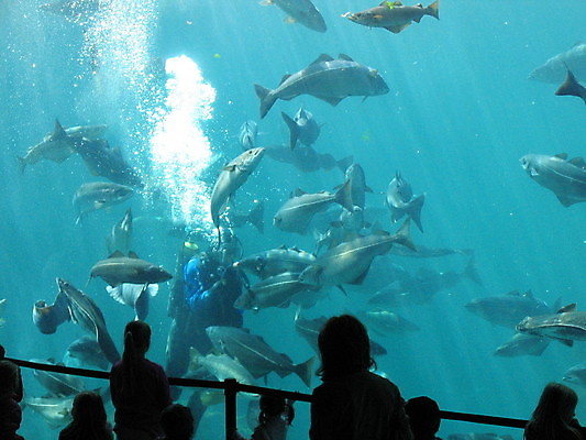 포토 JPG 해외이미지 실루엣 실내 어류 사람 여러명 상반신 파란색 수중 잠수부 군중 수족관 잠수복 아쿠아리움 해외202004 해외포토 옷 컬러 다수 촬영기법 내부 수중동물 전문직 파일형식 이미지허브