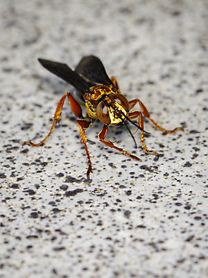 포토 JPG 해외이미지 동물 1 종이 야생동물 곤충 백그라운드 날개 오렌지 자연 바닥 안테나 건강 사람없음 야외 건물 초록색 여름 컬러풀 노란색 환경 정원 검은색 줄무늬 조약돌 흰색 황금 닫기 해충 벌레 둥지 말벌 작음 벌 콧수염 묘사 찌르기 내추럴 고립 해외202004 해외포토 건축물 계절 컬러 무늬 과일 통신 모션 수염 돌_바위 벌_곤충 크기 생태계 파일형식 이미지허브