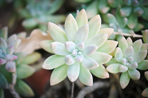 포토 JPG 해외이미지 식물 백그라운드 잎 자연 선인장 사람없음 빨간색 초록색 해외202004 해외포토 컬러 생태계 파일형식 이미지허브