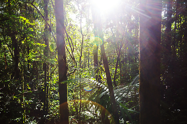 포토 JPG 해외이미지 나무 식물 여행 잎 자연 산 풍경 사람없음 야외 초록색 강 마을 환경 습기 젖음 안개 숲 하와이 소셜네트워크 필터 해외202004 해외포토 컬러 날씨 미국 생태계 파일형식 이미지허브