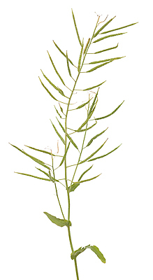 포토 JPG 해외이미지 식물 줄기 잎 씨앗 사람없음 초록색 흰배경 꼬투리 숙성 카놀라 해외202004 해외포토 컬러 백그라운드 흰색 파일형식 이미지허브