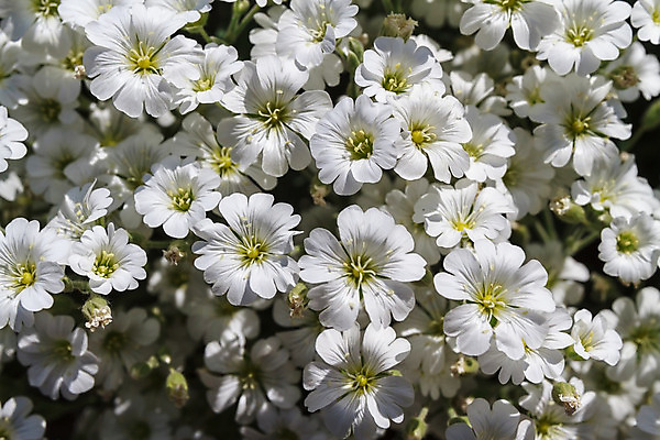 포토 JPG 해외이미지 식물 계절 꽃잎 꽃 백그라운드 잎 꽃무늬 밭 자연 풍경 잔디 사람없음 야외 초록색 여름 컬러풀 햇빛 노란색 정원 맑음 봄 들꽃 성장 벚꽃 흰색 시골 신선 개화 그룹 허브 아로마테라피 내추럴 깊이 많음 해외202004 해외포토 컬러 컨셉 무늬 농업 날씨 태양 생태계 테라피 파일형식 이미지허브