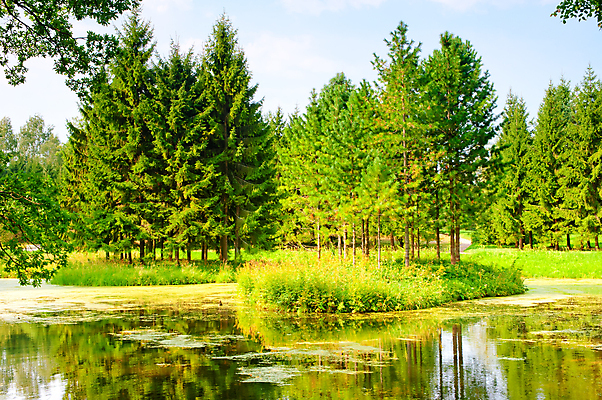 포토 JPG 해외이미지 나무 식물 계절 공원 호수 야생동물 여행 컨셉 잎 자연 휴가 풍경 잔디 사람없음 야외 초록색 물 여름 강 여행객 침묵 자유 시골 연못 신선 개울 습지 숲 백합 휴양지 장면 지역 변소 전국 해외202004 해외포토 자연요소 동물 공공시설 꽃 컬러 사람 소리 장소 생태계 파일형식 이미지허브