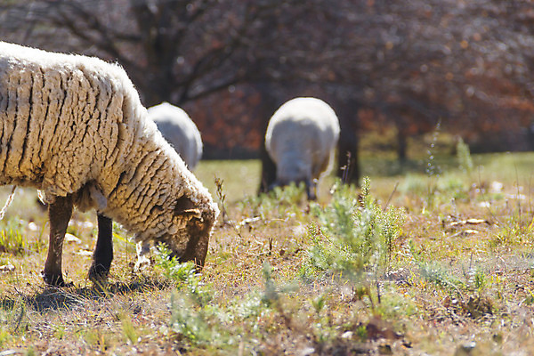 포토 JPG 해외이미지 주간 나무 세마리 사람없음 야외 아웃포커스 목장 양 방목 해외202004 해외포토 자연요소 식물 포유류 촬영기법 3 축산업 파일형식 이미지허브