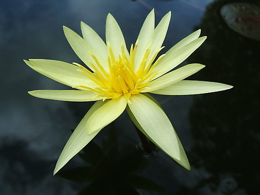 포토 JPG 해외이미지 식물 꽃 꽃무늬 자연 사람없음 물 노란색 연못 당구 내추럴 해외202004 해외포토 자연요소 컬러 무늬 구기 생태계 파일형식 이미지허브