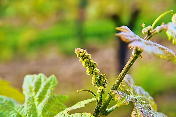 포토 JPG 해외이미지 구름 선 분홍색 여행 잎 밭 농업 하늘 포도 풍경 사람없음 야외 가로 초록색 파란색 햇빛 농장 새싹 일출 와인 계곡 황혼 봄 새벽 성장 시골 언덕 포도밭 포도나무 단절 밭일 양조장 웅장함 해외202004 해외포토 자연요소 식물 계절 산업 컬러 과일 주류 태양 노을 일몰 과일나무 파일형식 이미지허브