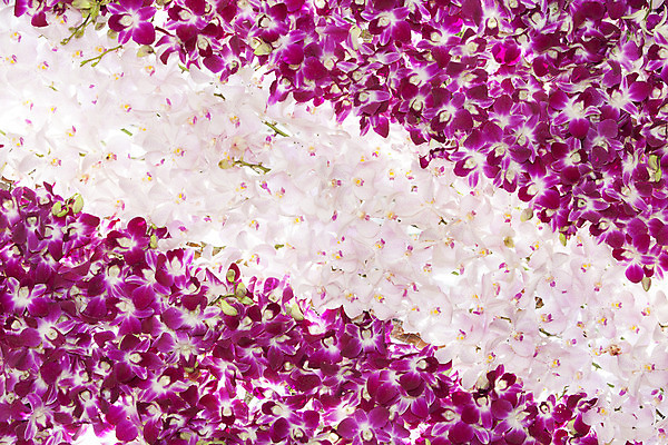 포토 JPG 해외이미지 식물 디자인 꽃 분홍색 꽃다발 백그라운드 꽃무늬 패턴 자연 벽지 사람없음 장식 성장 나뭇가지 화려 그룹 난초 우아함 배열 해외202004 해외포토 나무 컬러 컨셉 무늬 생태계 파일형식 이미지허브