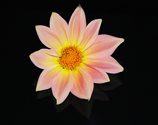 포토 JPG 해외이미지 꽃잎 꽃 분홍색 사람없음 반사 노란색 검은색 닫기 달리아 원예 해외202004 해외포토 식물 컬러 모션 취미 파일형식 이미지허브