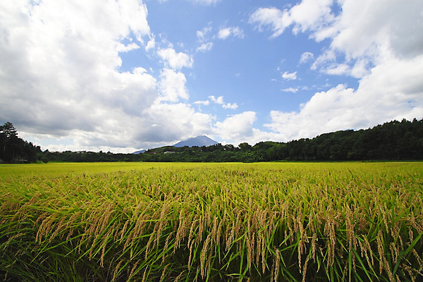 포토 JPG 해외이미지 구름 음식 백그라운드 밭 자연 하늘 밥 산 동양인 풍경 사람없음 야외 초록색 파란색 농장 농경지 황금 낟알 땅 유기농 해외202004 해외포토 자연요소 웰빙 컬러 농업 인종 생태계 파일형식 이미지허브