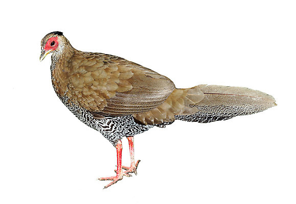 포토 JPG 해외이미지 동물 1 응시 여자 남자 지구 야생동물 백그라운드 밭 농업 날개 포유류 자연 조류 육류 서기 사람없음 야외 빨간색 컬러풀 농장 갈색 치킨 흰색 시골 깃털 싱글 꼬리 사냥 꿩 칠면조 수탉 내추럴 고립 밭일 암탉 진짜 생존 해외202004 해외포토 시선 산업 컬러 식재료 모션 사람 닭 암컷 수컷 생태계 닭고기요리 파일형식 이미지허브