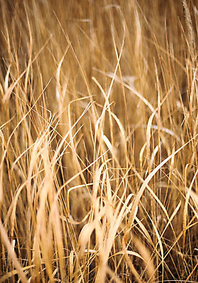 포토 JPG 해외이미지 식물 계절 줄기 백그라운드 꽃무늬 밭 자연 표면 추상 건조 잔디 사람없음 야외 세로 갈색 정원 가을 시골 잡초 칼날 큼 허브 날카로움 시들음 내추럴 등급 얇은 파스텔톤 해외202004 해외포토 꽃 컬러 무늬 농업 크기 생태계 파일형식 이미지허브