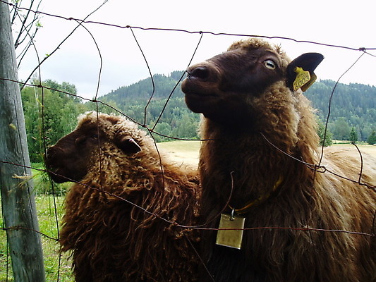 포토 JPG 해외이미지 동물 2 포유류 사람없음 초록색 농장 농경지 갈색 양 호기심 양모 해외202004 해외포토 감정 컬러 컨셉 농업 직물 파일형식 이미지허브