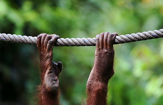 포토 JPG 해외이미지 동물 야생동물 밧줄 백그라운드 오렌지 포유류 손가락 매달리기 관리 사람없음 초록색 환경 활발 원숭이 숲 그네 유인원 고립 해외202004 해외포토 손 줄 컬러 컨셉 과일 모션 파일형식 이미지허브