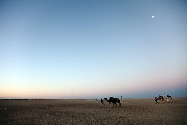 포토 JPG 해외이미지 동물 야생동물 모래 여행 포유류 교통시설 아프리카 자연 하늘 휴가 건조 털 항해 풍경 사람없음 여름 파란색 맑음 사막 뜨거움 거친 황무지 위험 가루 모래언덕 사파리 먼지 낙타 아라비아 혹 사하라 아랍어 오아시스 이국적 카라반 튀니지 해외202004 해외포토 계절 나라 컬러 교통 컨셉 배_교통 날씨 언덕 시설 생태계 캠핑카 파일형식 이미지허브