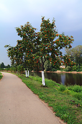 포토 JPG 해외이미지 나무 라이프스타일 공원 도로 길 줄기 백그라운드 잎 채소 자연 거리 풍경 사람없음 야외 초록색 여름 강 햇빛 걷기 정원 계곡 어둠 가을 나뭇가지 시골 침대 황금 숲 오솔길 빌라 조경 장면 모터 선로 소멸 해외202004 해외포토 식물 계절 공공시설 컬러 가구 교통시설 모션 주택 생활 태양 생태계 파일형식 이미지허브