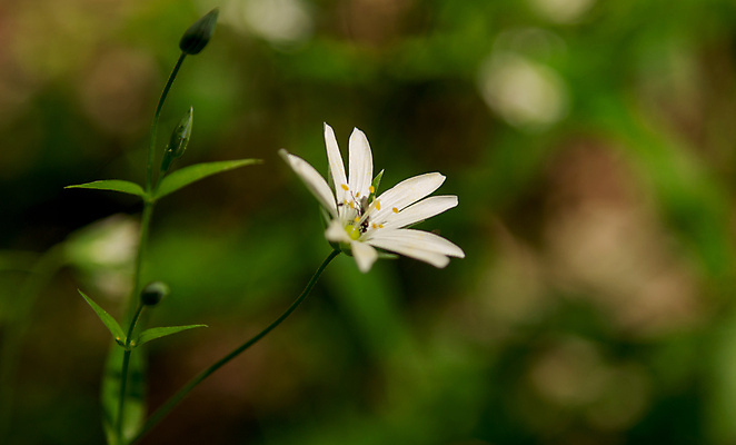 포토 JPG 해외이미지 꽃 백그라운드 꽃무늬 밭 자연 휴가 휴식 산 주택 풍경 사람없음 여름 노란색 여행객 봄 산책 시골 개화 오스트리아 스위스 상업 알프스 외양간 잘츠부르크 해외202004 해외포토 식물 계절 유럽 컬러 컨셉 무늬 농업 사람 건물 생태계 파일형식 이미지허브
