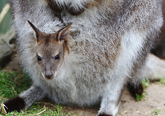 포토 JPG 해외이미지 동물 포유류 초식동물 털 사람없음 점프 아기 호주 파우치 해외202004 해외포토 가방 모션 사람 오세아니아 파일형식 이미지허브