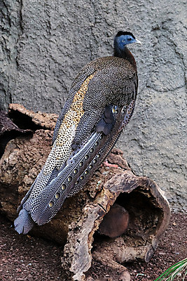 포토 JPG 해외이미지 동물 유럽 야생동물 자연 조류 동물원 동양인 사람없음 컬러풀 갈색 걷기 검은색 스페인 공작 큼 꼬리 꿩 해외202004 해외포토 나라 컬러 모션 인종 크기 생태계 파일형식 이미지허브