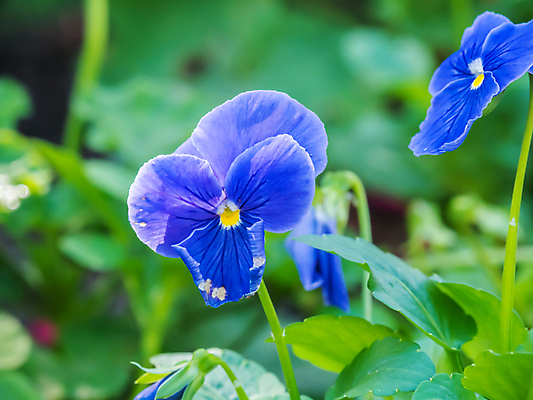 포토 JPG 해외이미지 식물 꽃잎 꽃 야생동물 줄기 백그라운드 꽃무늬 자연 벽지 사람없음 장식 환경 보라색 활발 벚꽃 개화 제비꽃 원예 향기 꽃가루 내추럴 강렬 생태학 아르메니아 영원 해외202004 해외포토 동물 교육 컬러 컨셉 무늬 취미 가루 생태계 냄새 파일형식 이미지허브
